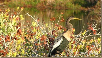 Black Point drive, Gator road_091