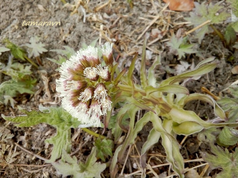 Белокопытник Татеваки (Petasites tatewakianus)