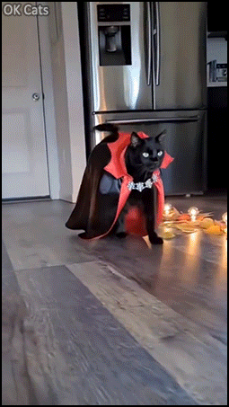 Halloween Cat GIF • Count Catcula catwalking into Halloween night with a touch of class [ok-cats.com]