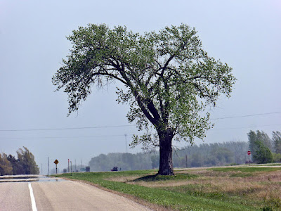 Halfway Tree