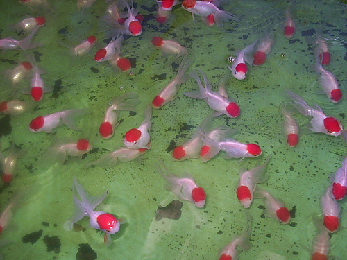 jual perlengkapan aquarium,ikan dll: Ikan Koki