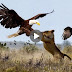 Leopard vs Eagle