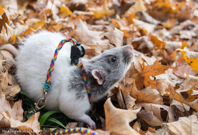 Vincent the therapy rat on a leash