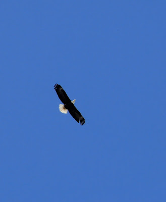 bald eagle, Spring sky