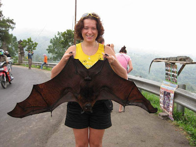 Giant fruit bat - 07 Pics | Curious, Funny Photos / Pictures