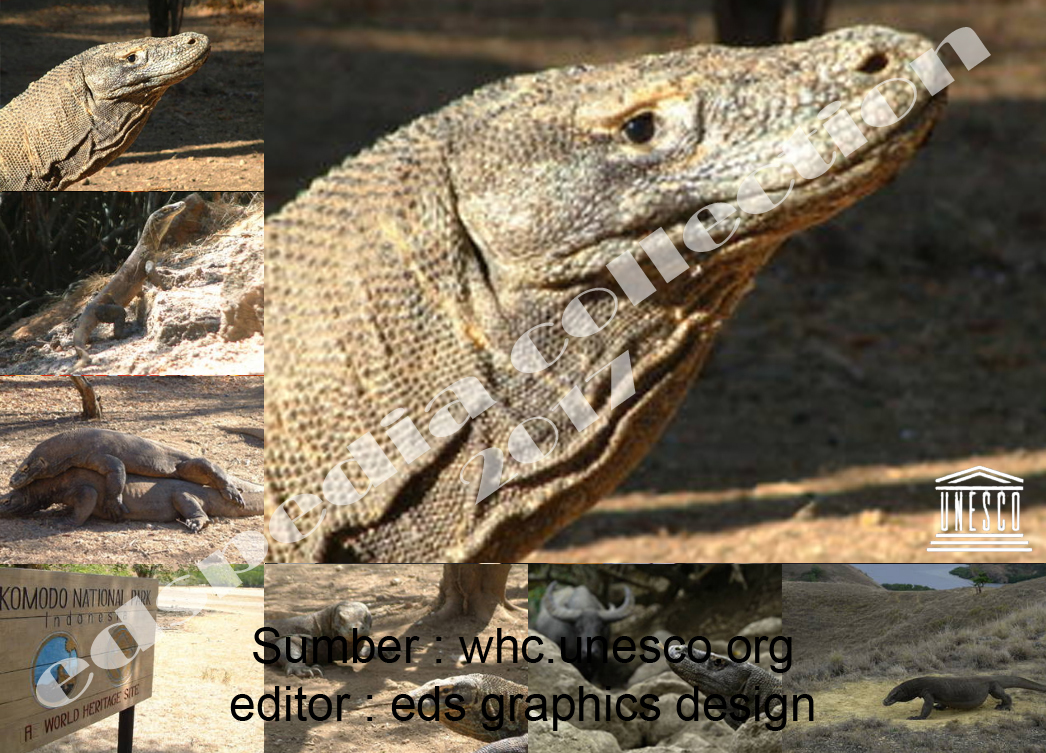 EDspedia daily reviews Komodo  hewan  spesies kadal 