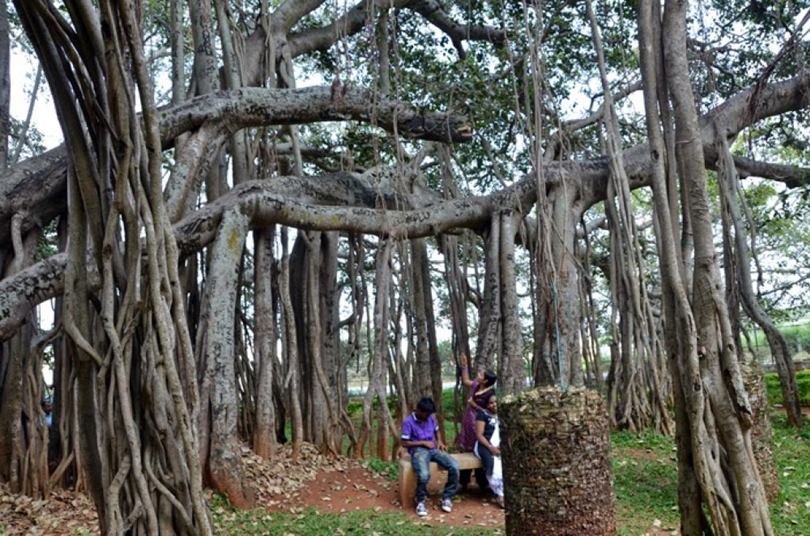 thimmamma marrimanu; andhra tree; anantapur banyan tree; andhra pradesh mysterious tree; largest tree canopy; largest banyan tree in andhra pradesh; andhra pradesh tree; banyan meaning in telugu; marri chettu tree; marri chettu in kannada;