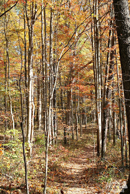 The main Endless Wall trail actually steers clear of the cliffs and rock face edges, but there are several foot paths that go off from the main trail that lead to rocky overlooks.