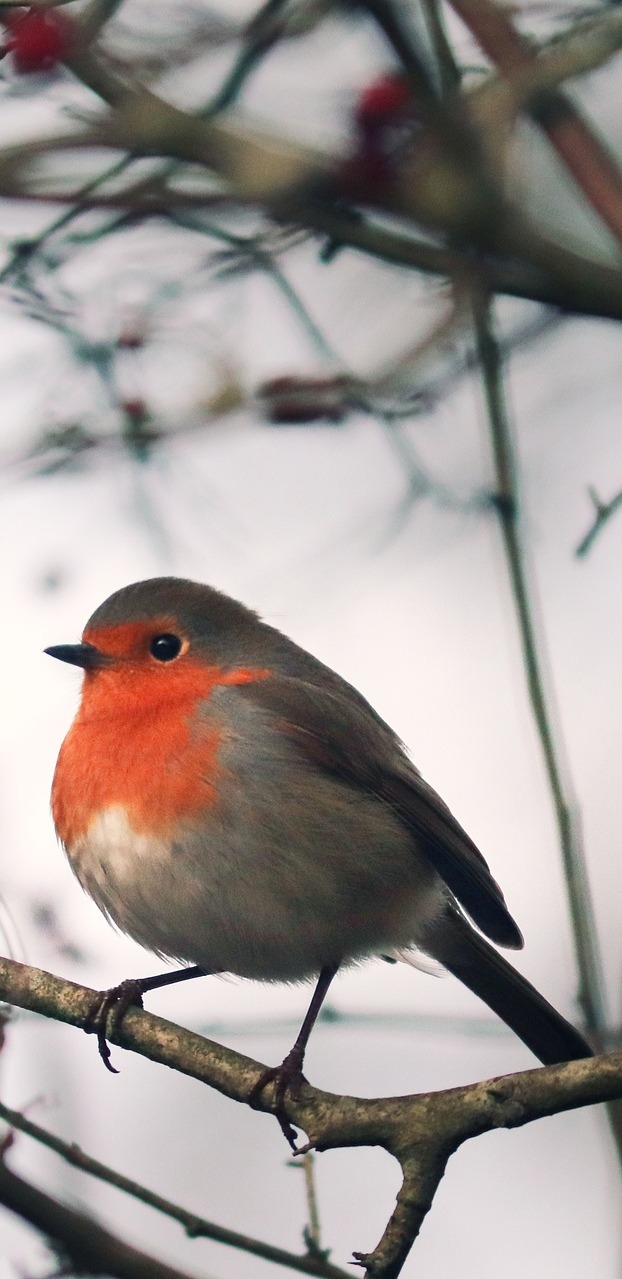 An European robin.