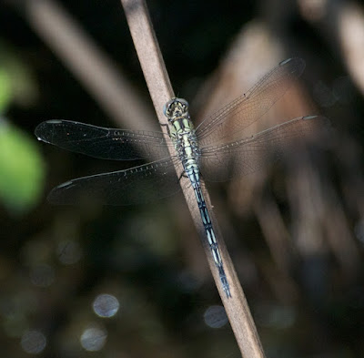 Orthetrum sabina (Slender Skimmer)