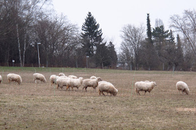 sheep grazing in a meadow