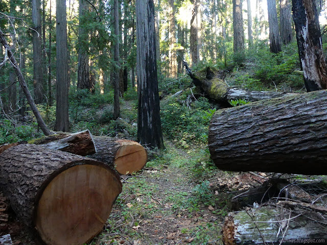 big log cut through