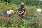 Tingkatkan Ketahanan Pangan, Babinsa Koramil 1416-01/Katobu Kodim 1416/Muna Dampingi Petani Panen Cabe 