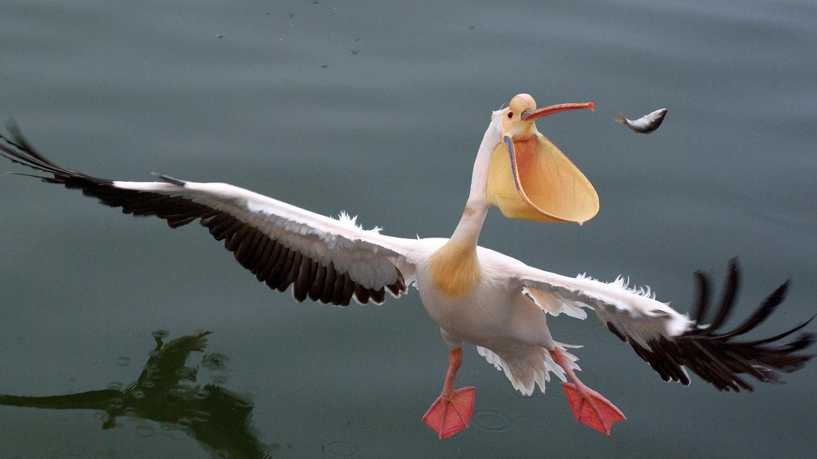 Migrasi Burung Pelikan Home JARANGKETEMU