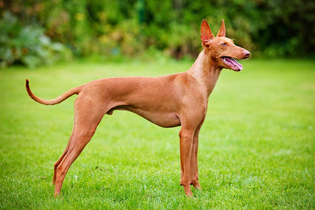 10-most-unknown-dog-breeds