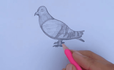 How to draw a Pigeon Step by Step in 2020
