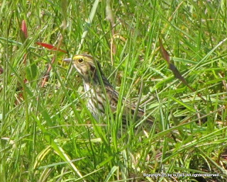 Savannah Sparrow