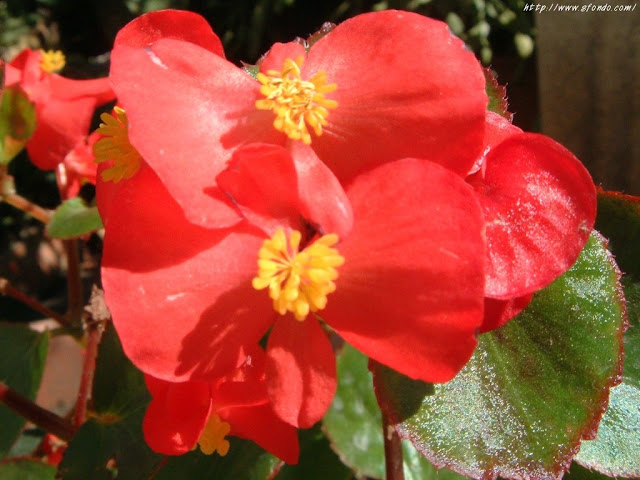 pictures of valentine red rose flowers laying on the table