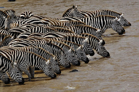 Masai Mara National Park Wild Animals - Drink for Thirsty