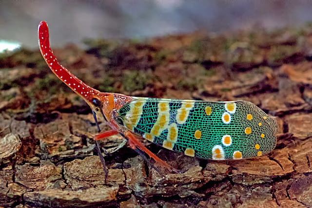 Pyrops candelaria a lantern bug