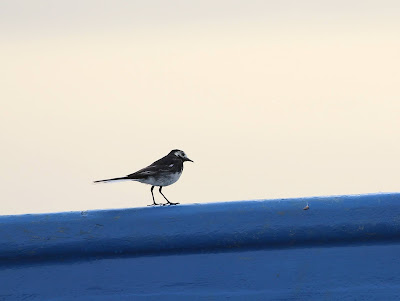 Pied Wagtail