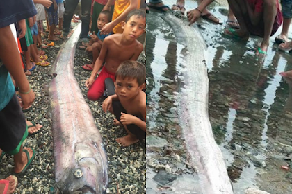 Benarkah Kemunculan Ikan Mengerikan Ini Menandakan Datangnya Gempa Dan Tsunami?