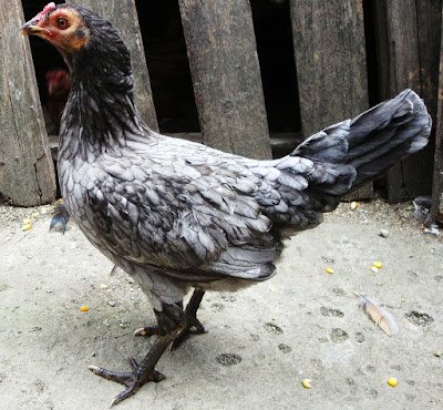 gallina color ceniza de raza fina para enrazar, mercado libre de gallos finos, la mejor gallera del mundo, el gallo de pelea y la gallina gris