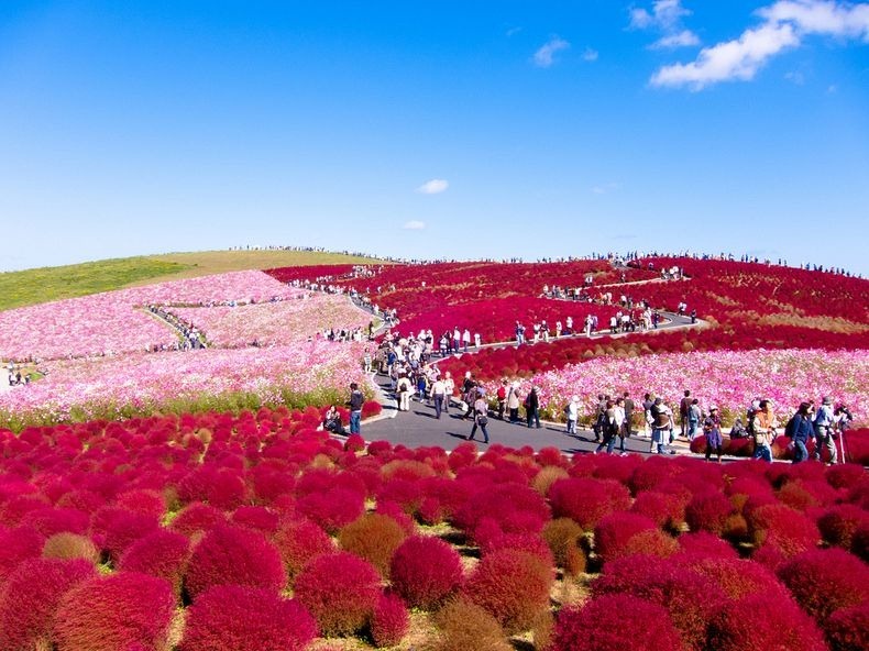 hitachi-seaside-park-5-790
