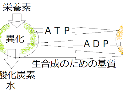 [最も選択された] 異化 呼吸 発酵 173284-異化 呼吸 発酵