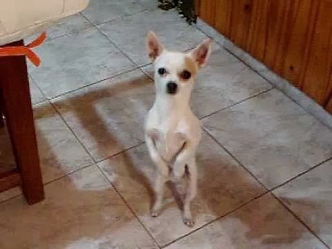 Perro bailador flamenco