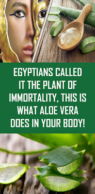 Egyptians Called It The Plant of Immortality, This is What Aloe Vera Does In Your Body!