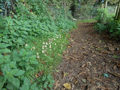 Fungi, Devon, October. Photograph copyright © Belinda Whitworth 2020