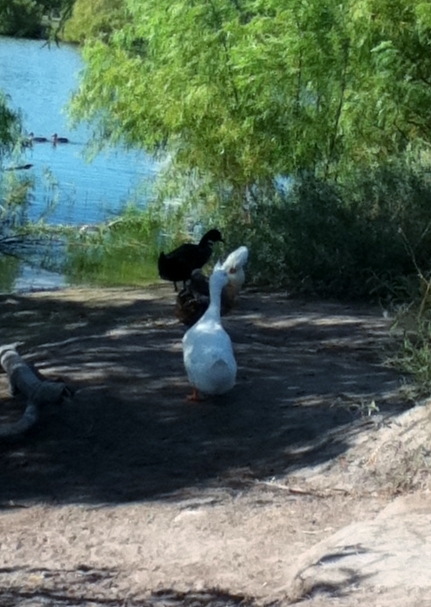 Feeding the ducks at the park image 5