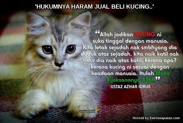 Haram Jual Beli Kucing