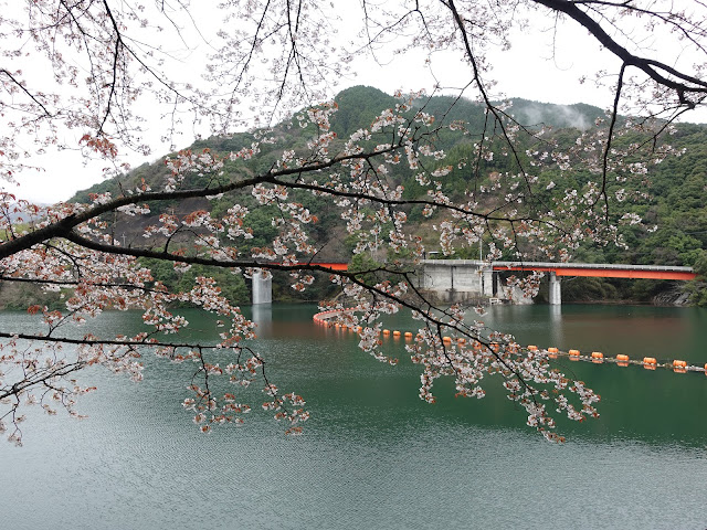 緑水湖　ソメイヨシノ桜