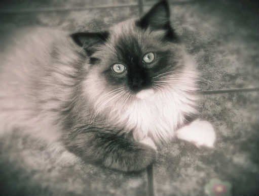 Black Ragdoll Cat, Cute Ragdoll Cat