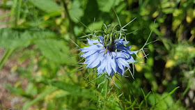 Nigella sativa dla alergików