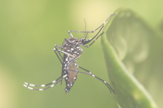 Dengue-mosquito-Dengu-ka-machchar Aedes_aegyp