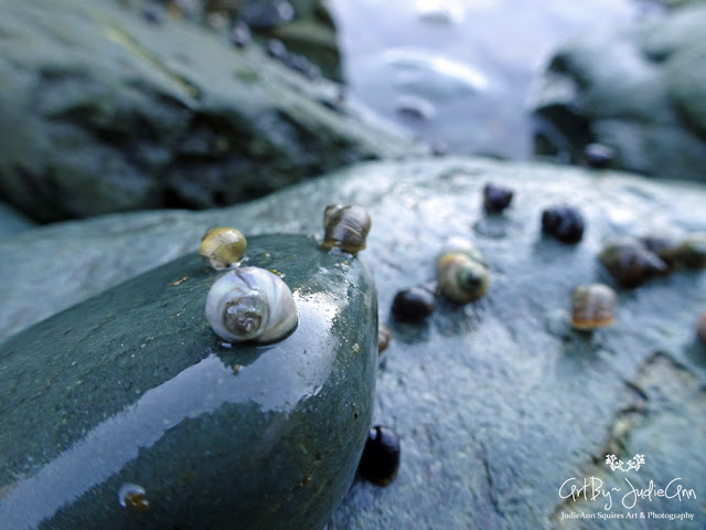 Colorful Sea Snails Photo