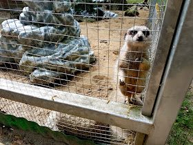 atrakcje dla dzieci w Zielonej Górze- Szlak Bachusików - skansen w Ochli - Ogród Botaniczny Mini Zoo Zielona Góra - podróże z dzieckiem