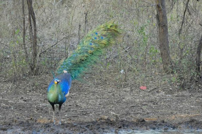 beautiful peacock in nature