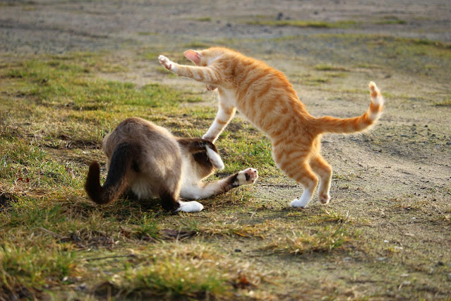 Gatos callejeros vs gatos salvajes: cómo detectar la diferencia