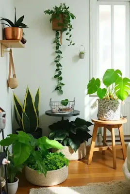 Indoor Plant Arrangement bedroom corner decorating ideas