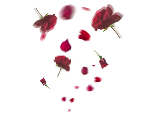 Some Flower's Effects Best PNG For Edditing