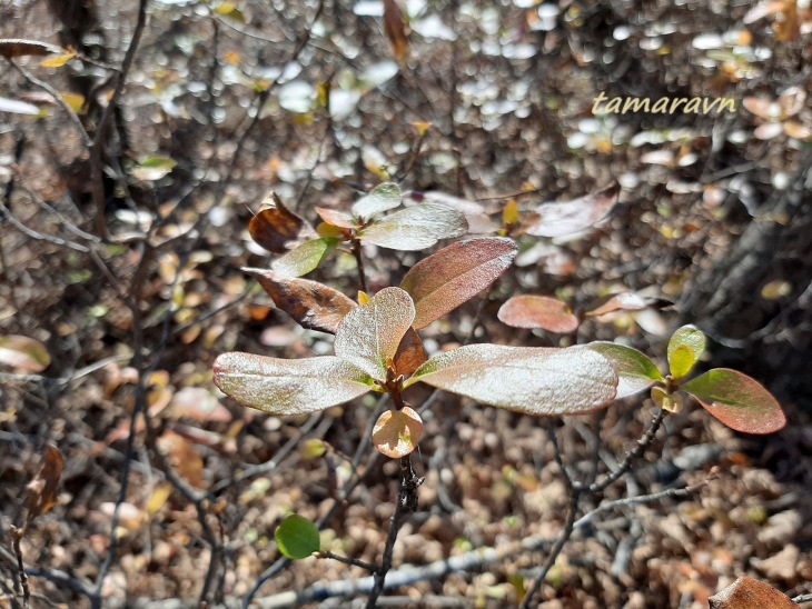 Рододендрон остроконечный (Rhododendron mucronulatum)