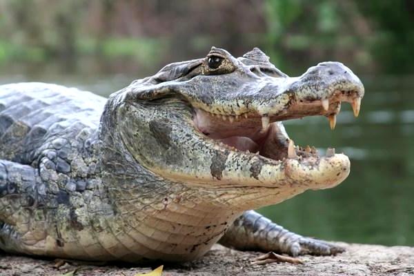 10 Contoh  Hewan  Reptil Melata Beserta Gambar  Dan 