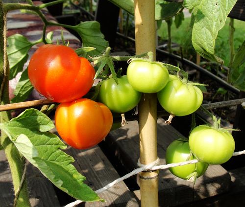 uprawa warzyw w skrzyniach pomidory