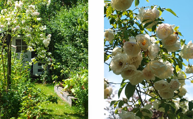 Haven omkring børnens legehus er fyldt med hvide roser som dufter