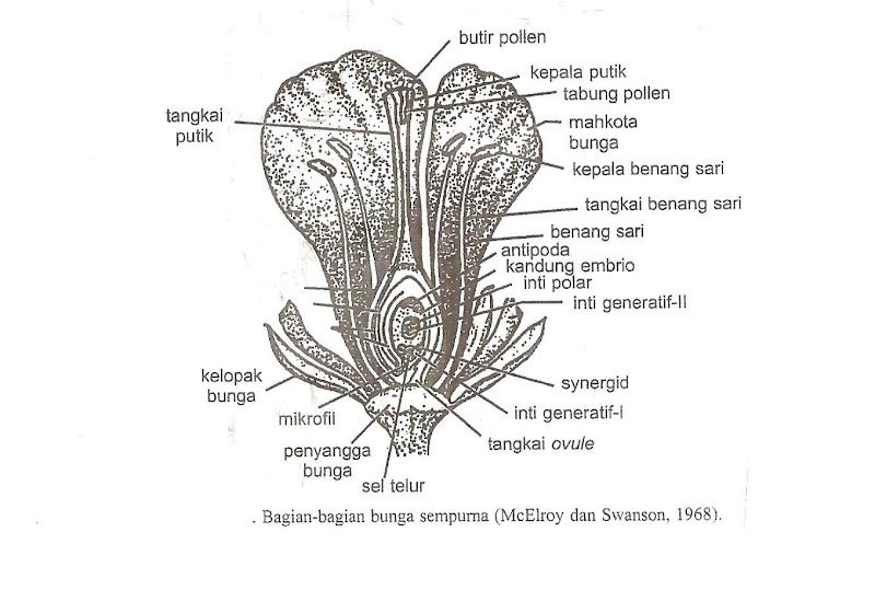Konsep 28+ Anatomi Bunga