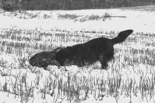 vinter 032 (640x425)